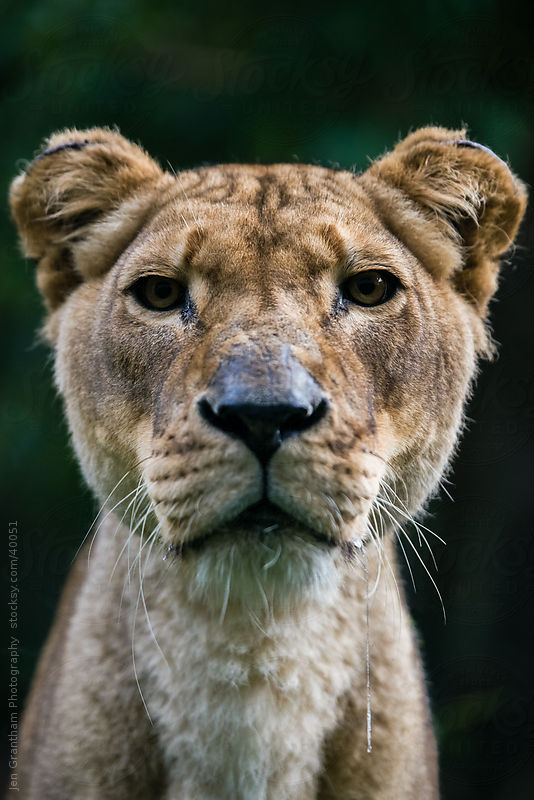 Lioness