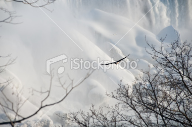 stock-photo-8650674-taking-flight