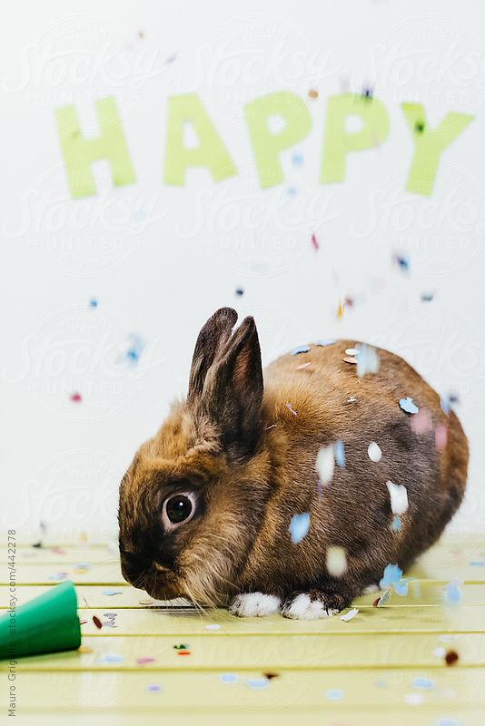 Cute Bunny during a Party by Mauro Grigollo