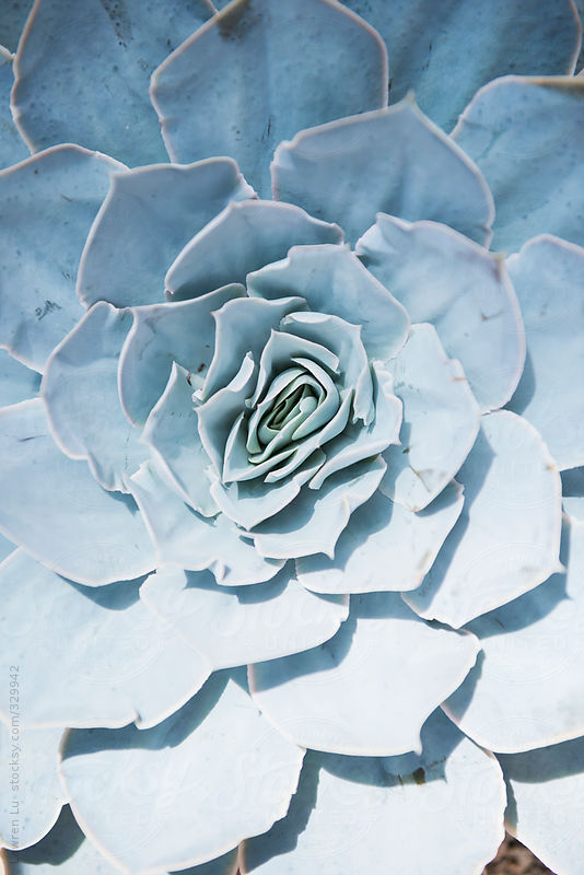Beautiful succulent plant houseleek petals. by Lawren Lu