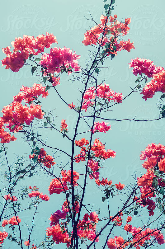 Vibrant pink/purple flowers bloom; abstract floral background/texture by Srdjan Kirtic