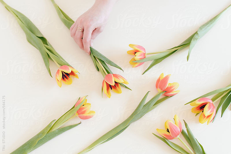 Tulips with hand by Tru Studio