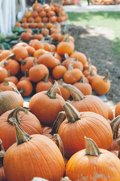 Autumn stock photo of pumpkins for sale at a farm